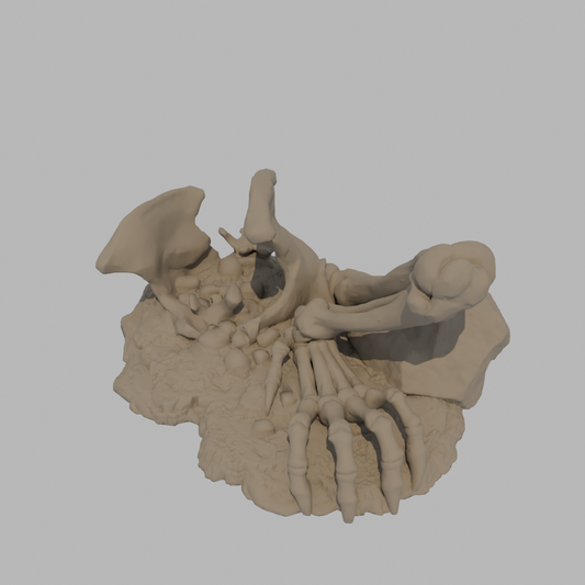Dragon Bones - Pelvis