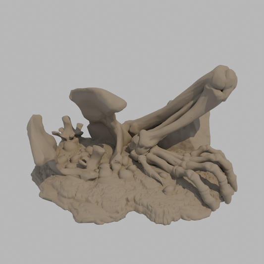 Dragon Bones - Pelvis