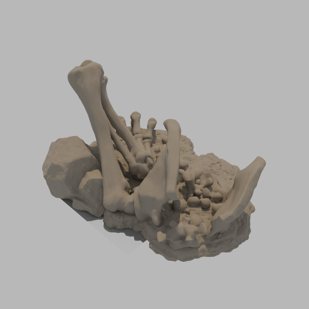 Dragon Bones - Pelvis